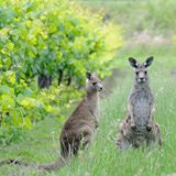 South Australia – Wine’s Natural Home