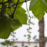 Making Wine from California’s Oldest Vines