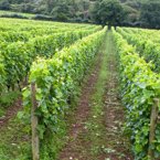 Royal seal of approval for Cornish sparkling wine.