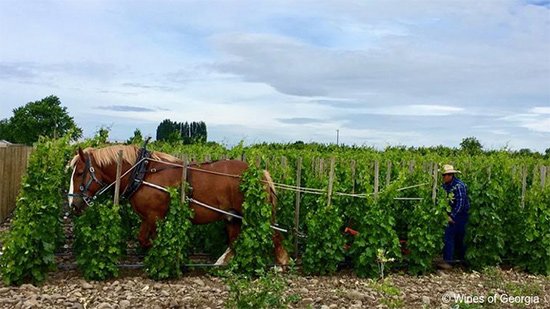 Natural Wines