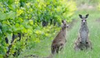 South Australia – Wine’s Natural Home