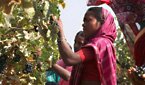 Harvest 2015 in Nashik - A Report